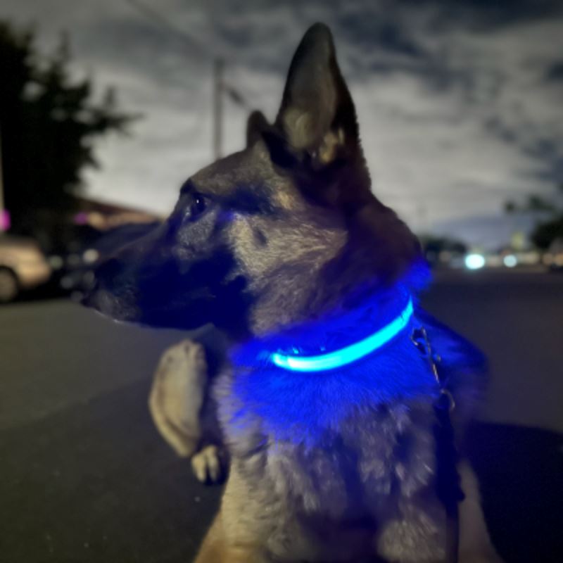 Collier de Chien - LEDCollarDog™ - Bleu - Mon Monde Chien